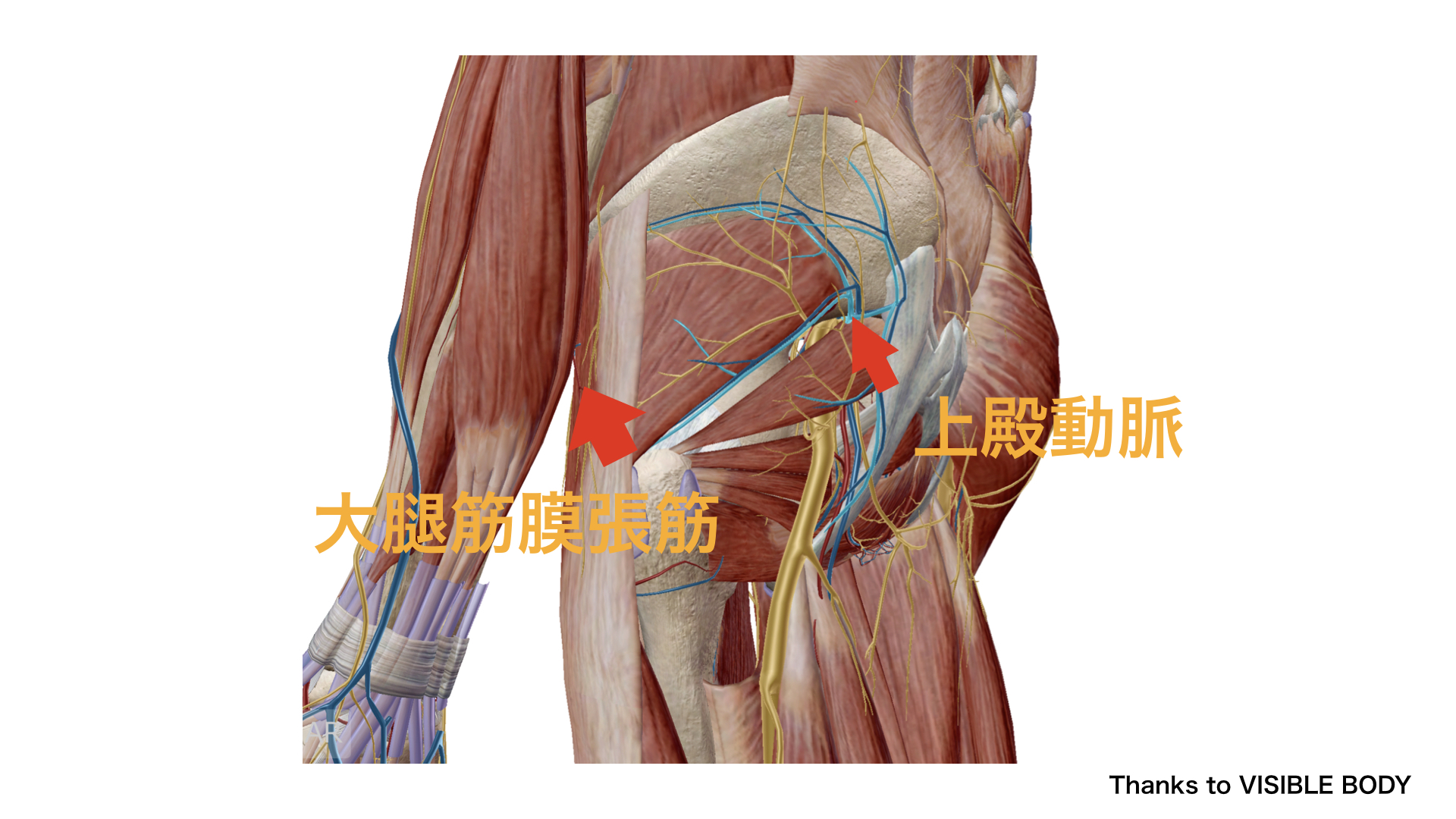 上殿動脈