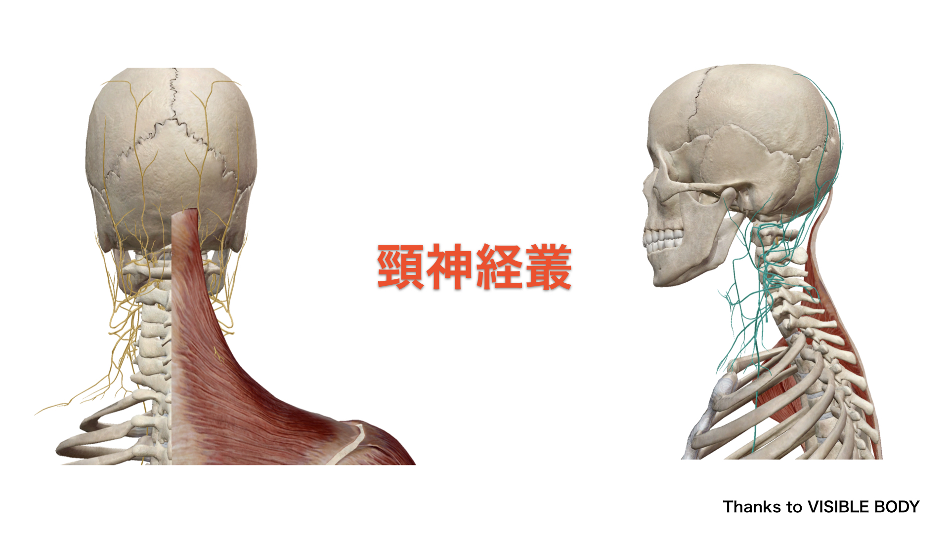 僧帽筋　頸神経叢