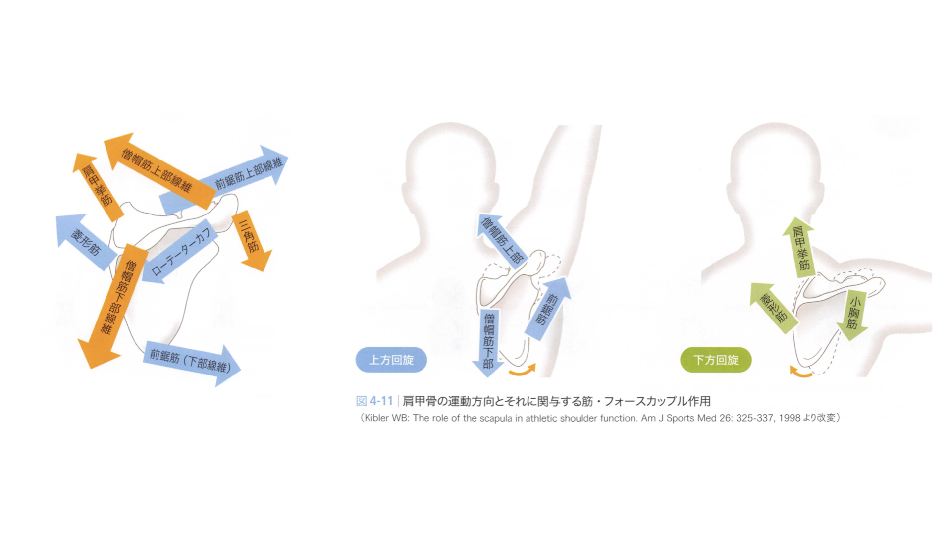 僧帽筋　フォースカップル