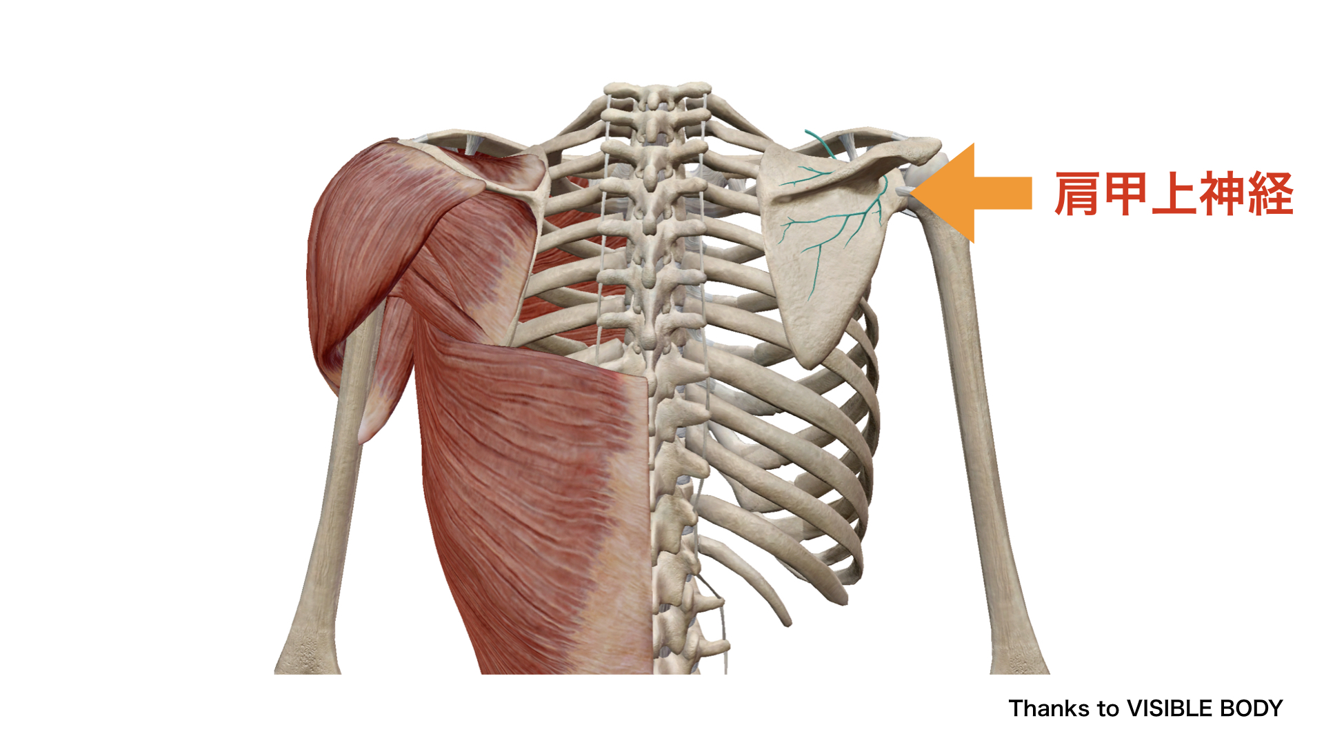 肩甲上神経