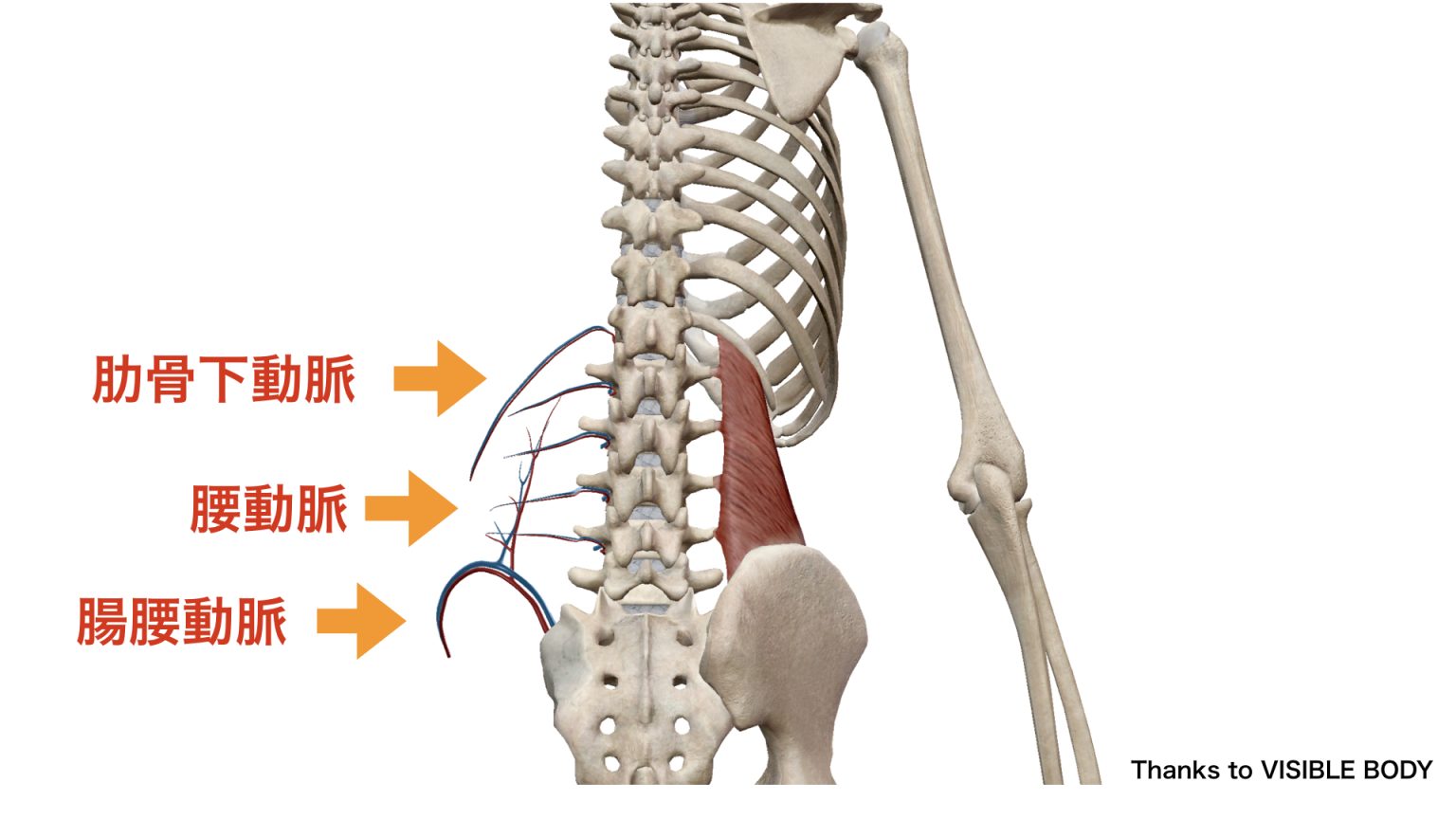 腰方形筋、腰痛、起始停止、作用、治し方 – STROKE LAB 東京/大阪 自費リハビリ | 脳卒中/神経系