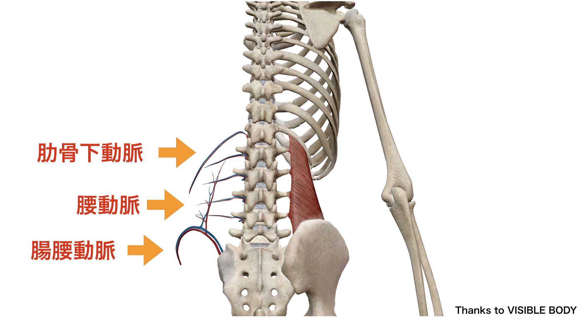 腰方形筋　栄養血管