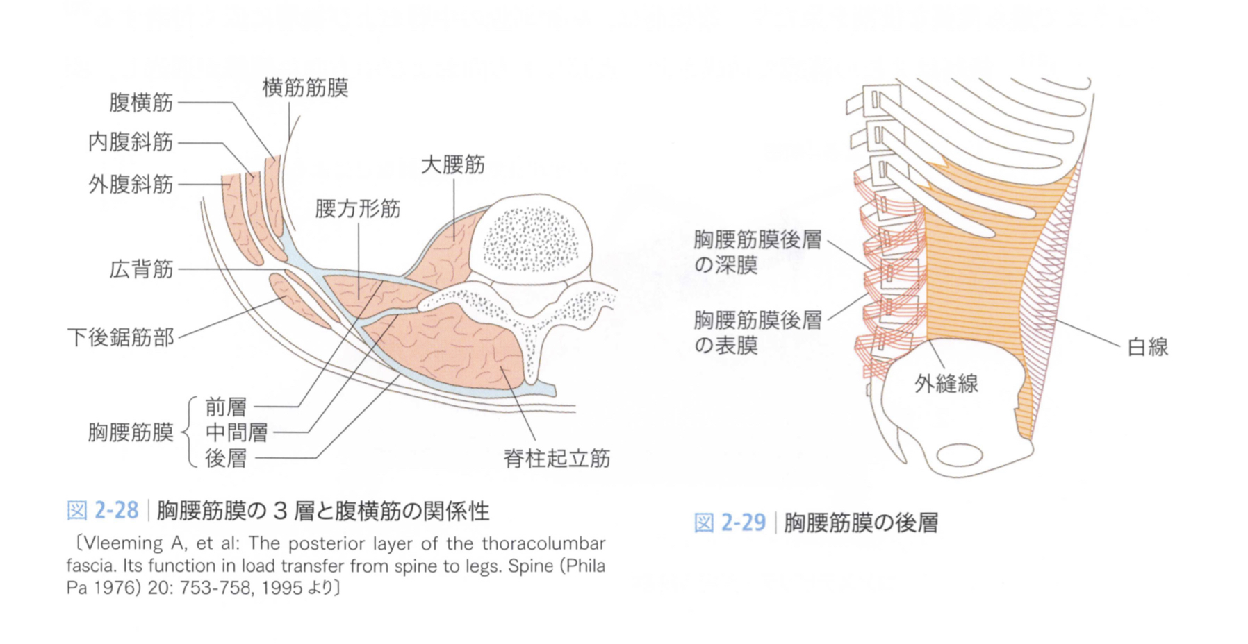 胸腰筋膜