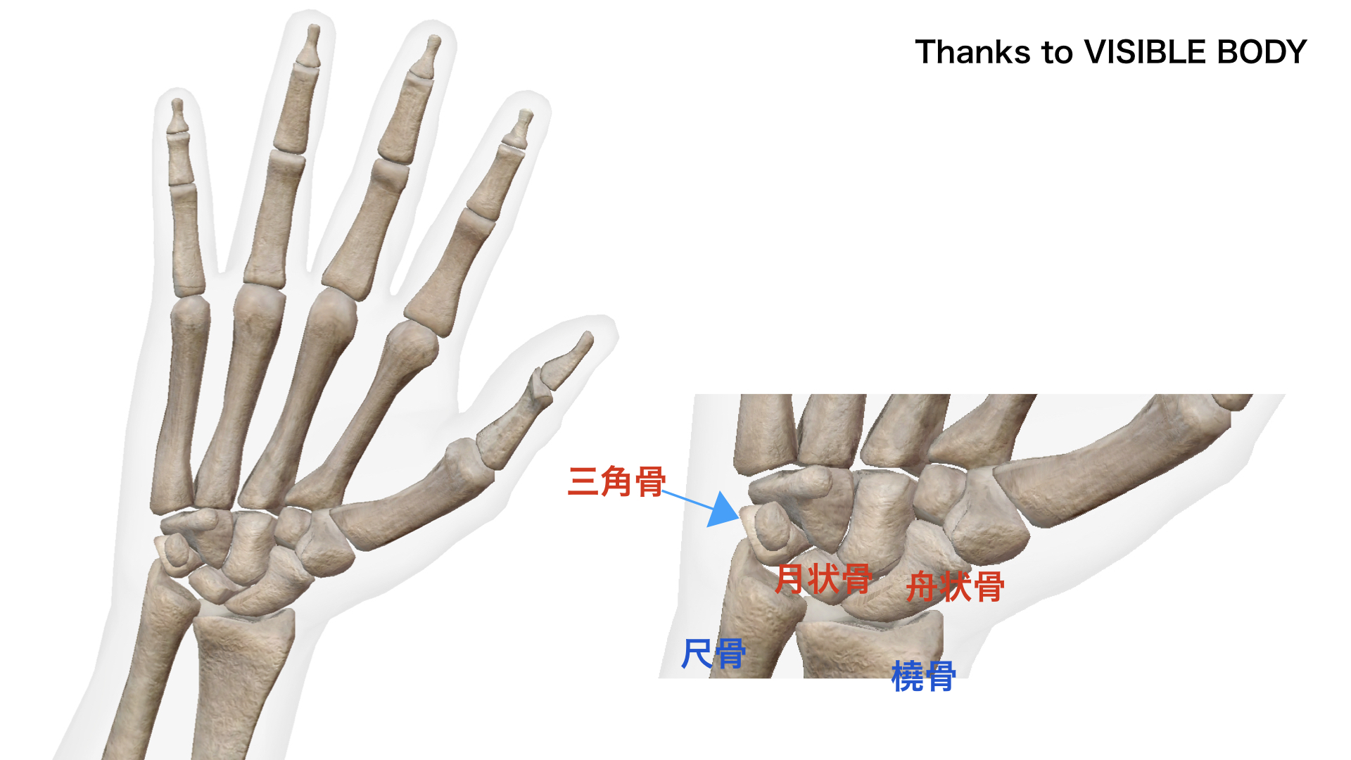 手関節