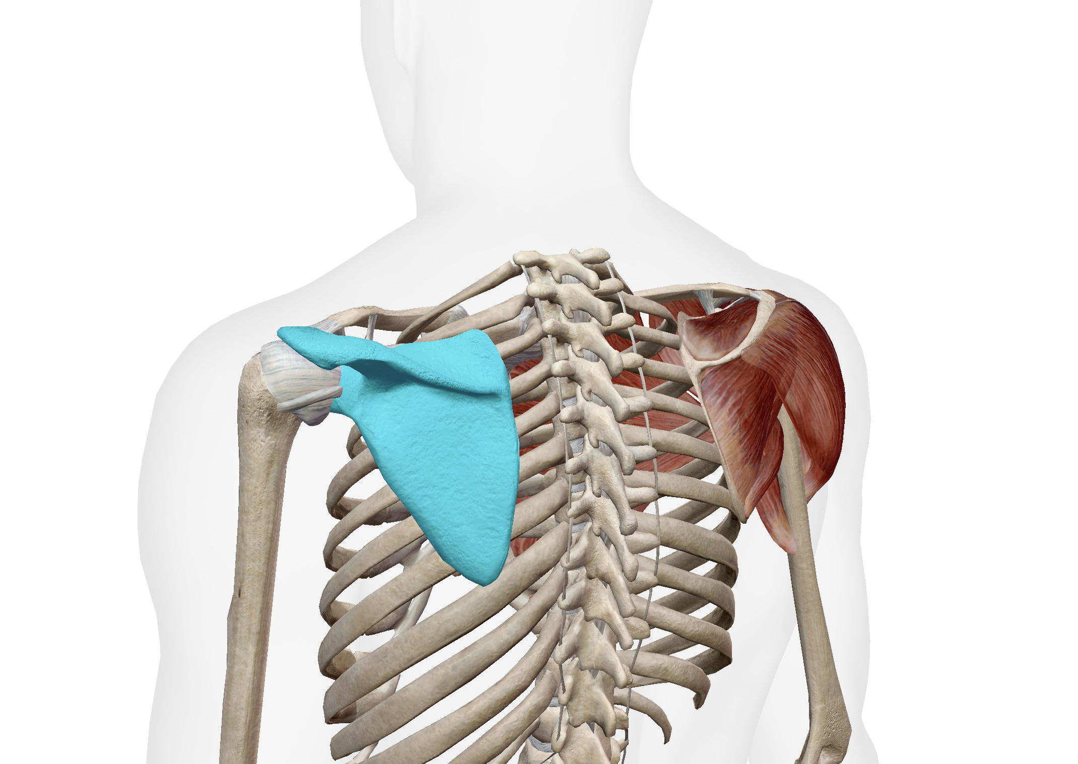 Scapula