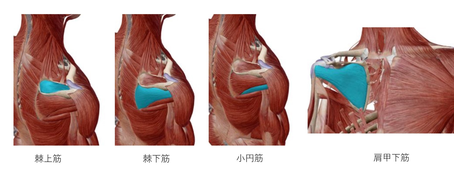 腱板の解剖