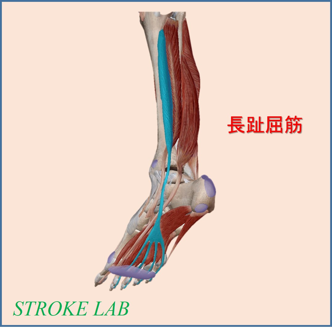 長母趾屈筋腱炎 - 足のクリニック 表参道 | 東京･足の専門病院