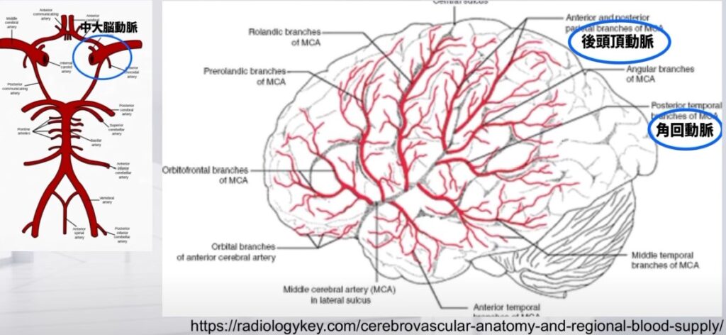 【2024年版】下頭頂小葉とゲルストマン症候群!リハビリによる日常生活への応用 – STROKE LAB 東京/大阪 自費リハビリ | 脳卒中/神経系
