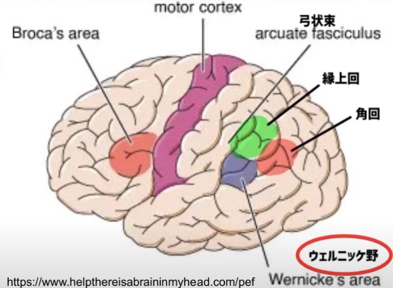 【2024年版】下頭頂小葉とゲルストマン症候群!リハビリによる日常生活への応用 – STROKE LAB 東京/大阪 自費リハビリ | 脳卒中/神経系