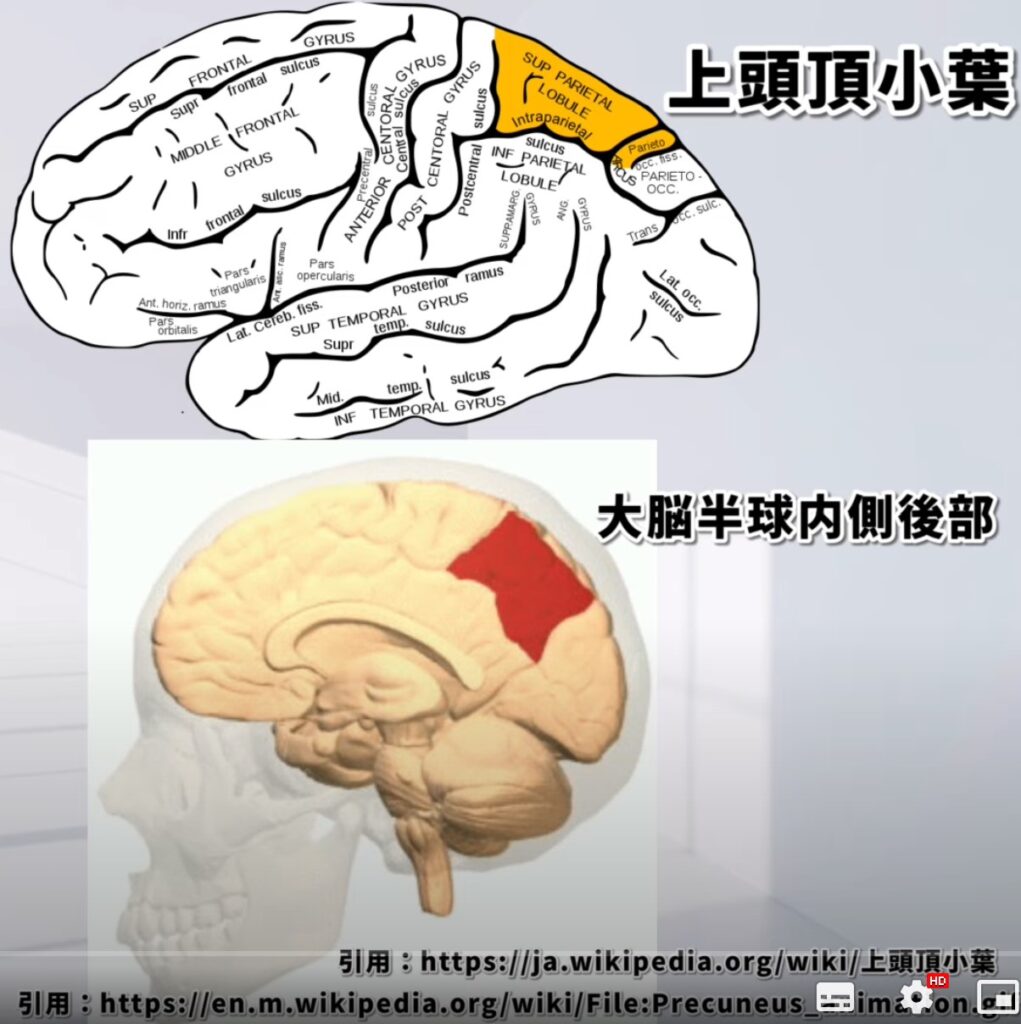 【2024年版】楔前部の機能とリハビリ実践:睡眠・記憶障害への効果的アプローチ! – STROKE LAB 東京/大阪 自費リハビリ | 脳 ...