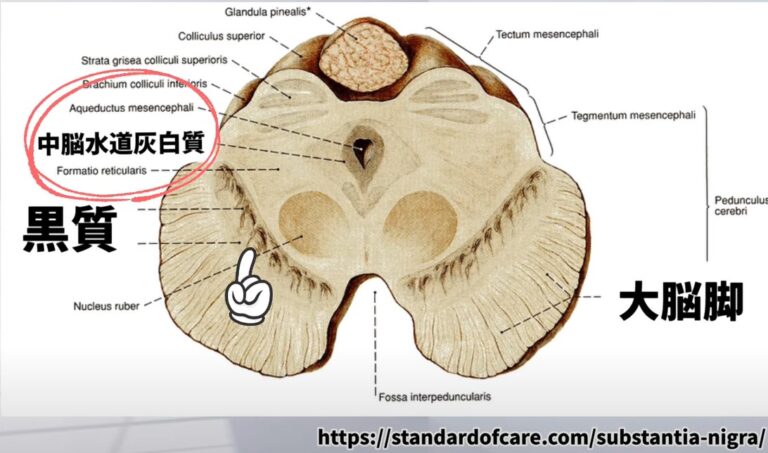 パーキンソン病と黒質の関係とは?ドーパミンを増やす方法【2026最新】 – STROKE LAB 東京/大阪 自費リハビリ | 脳卒中/神経系