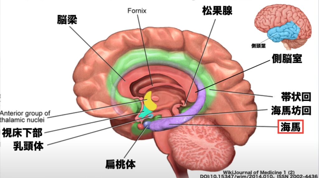 【2025年版】海馬の解剖とリハビリテーション:記憶と空間認識の回復ガイド! – STROKE LAB 東京/大阪 自費リハビリ | 脳卒中/神経系