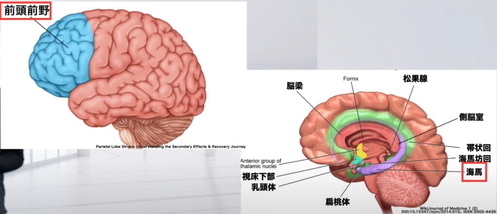 【2025年版】海馬の解剖とリハビリテーション:記憶と空間認識の回復ガイド! – STROKE LAB 東京/大阪 自費リハビリ | 脳卒中/神経系