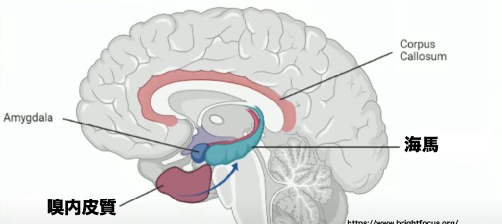【2025年版】海馬の解剖とリハビリテーション:記憶と空間認識の回復ガイド! – STROKE LAB 東京/大阪 自費リハビリ | 脳卒中/神経系