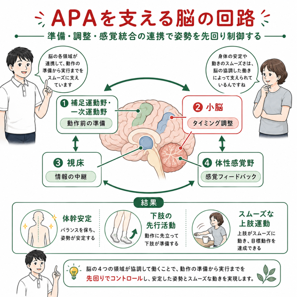 2026年版】上肢の予測的姿勢制御と感覚障害について：脳卒中リハビリ