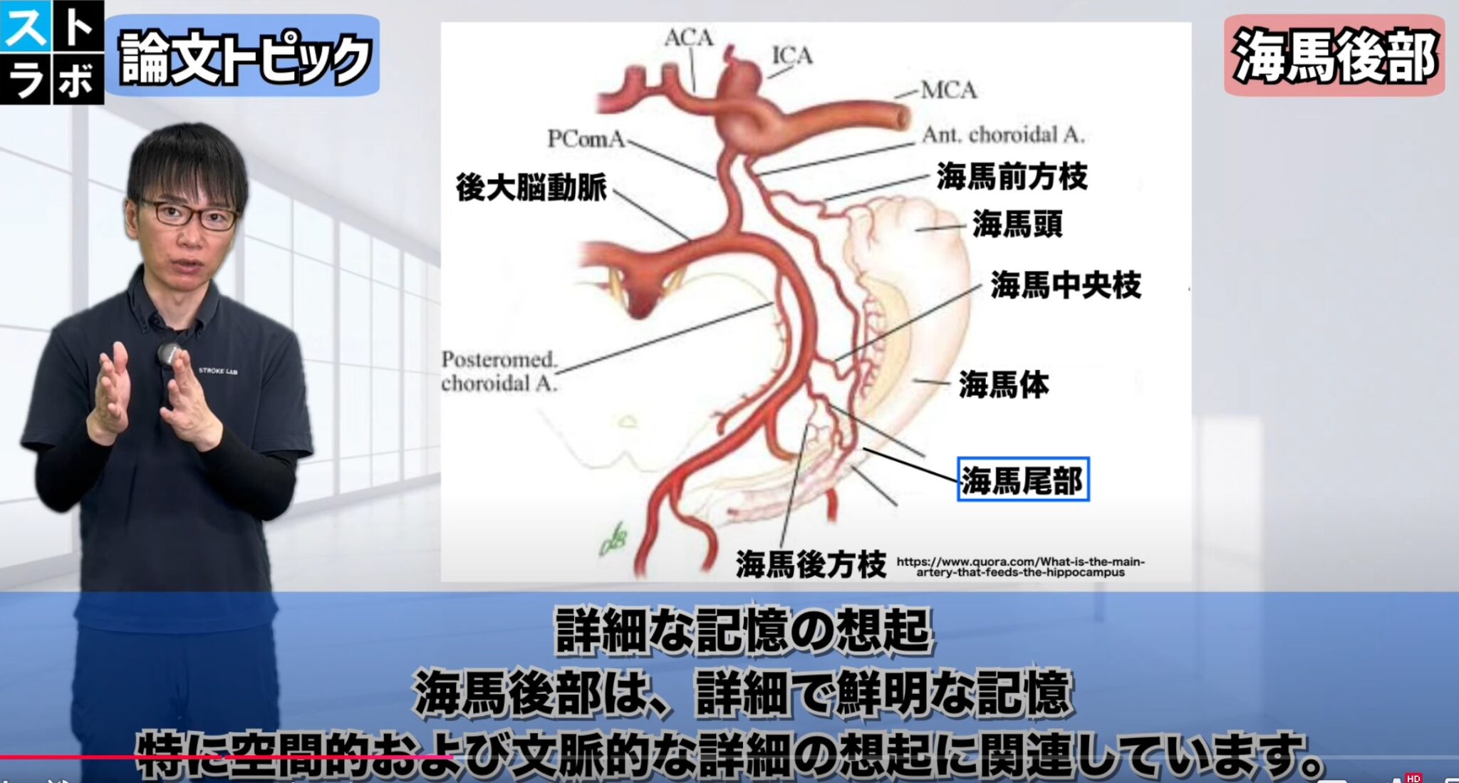 【2025年版】海馬の解剖とリハビリテーション:記憶と空間認識の回復ガイド! – STROKE LAB 東京/大阪 自費リハビリ | 脳卒中/神経系