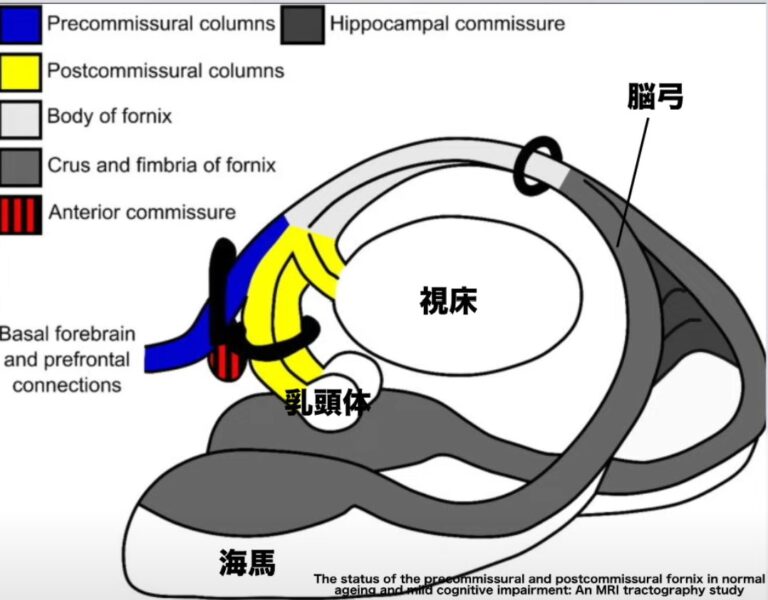 【2025年版】海馬の解剖とリハビリテーション:記憶と空間認識の回復ガイド! – STROKE LAB 東京/大阪 自費リハビリ | 脳卒中/神経系