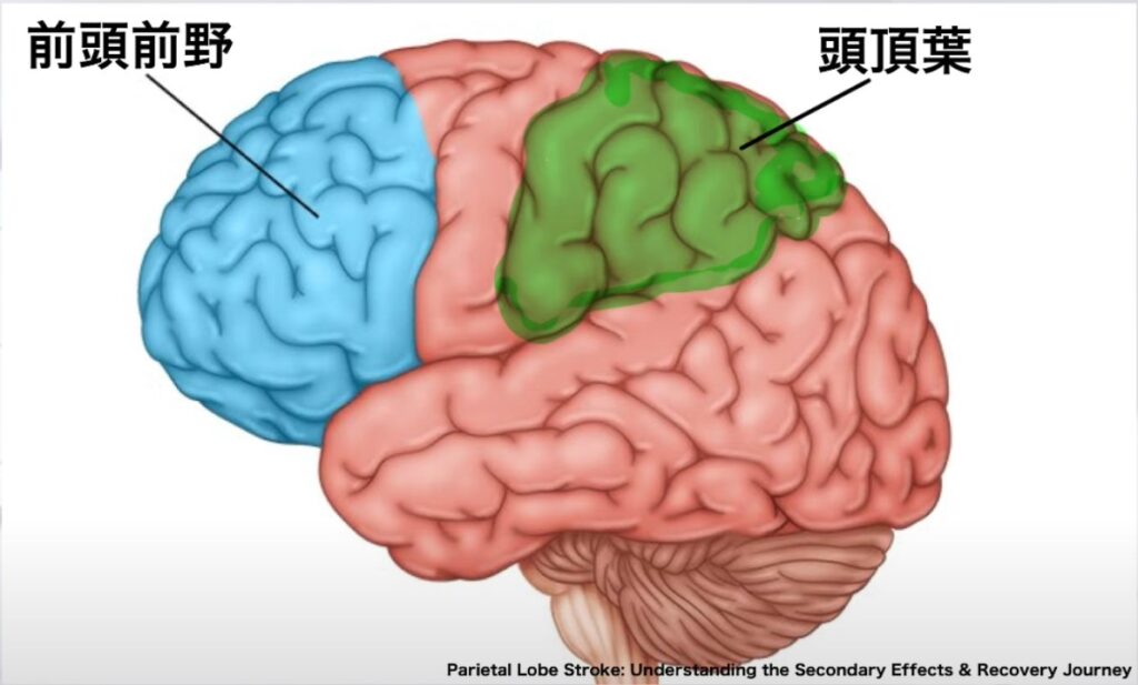 【2025年版】海馬の解剖とリハビリテーション:記憶と空間認識の回復ガイド! – STROKE LAB 東京/大阪 自費リハビリ | 脳卒中/神経系