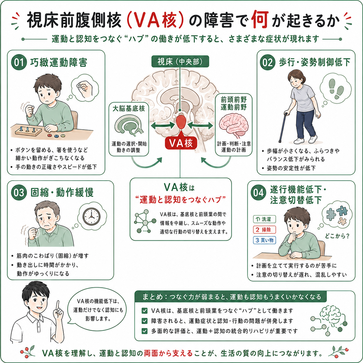 2026年版】視床前腹側核の役割とは？：基底核との関連から振戦への
