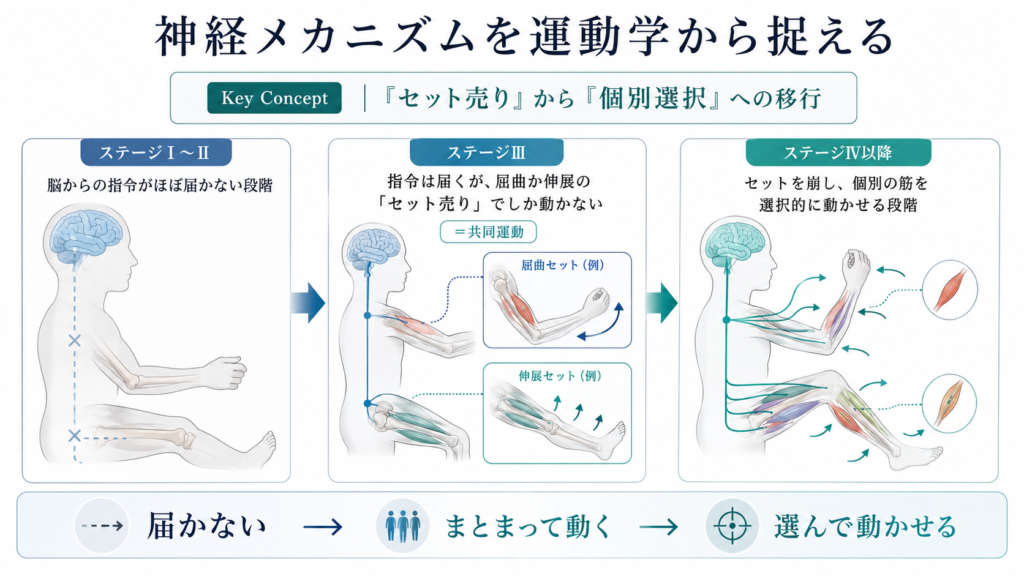ブルンストローム臨床運動学 2026年版】ブルンストロームステージとは？Brunnstrom Stage・BRS評価