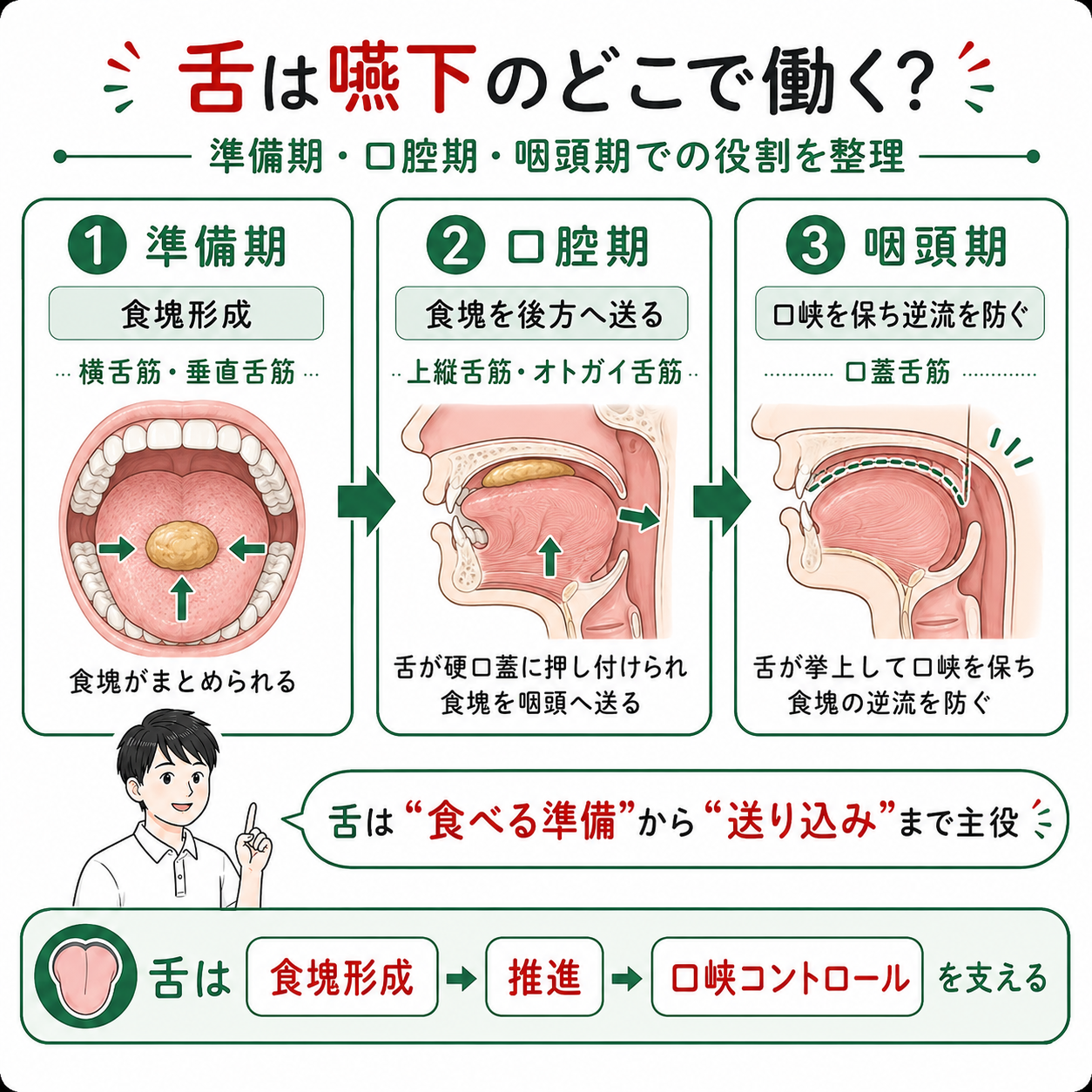 【2026年版】舌の筋の機能解剖と構造とは？摂食・嚥下・構音の評価・リハビリテーションまで解説 – STROKE LAB 東京/大阪 自費 ...