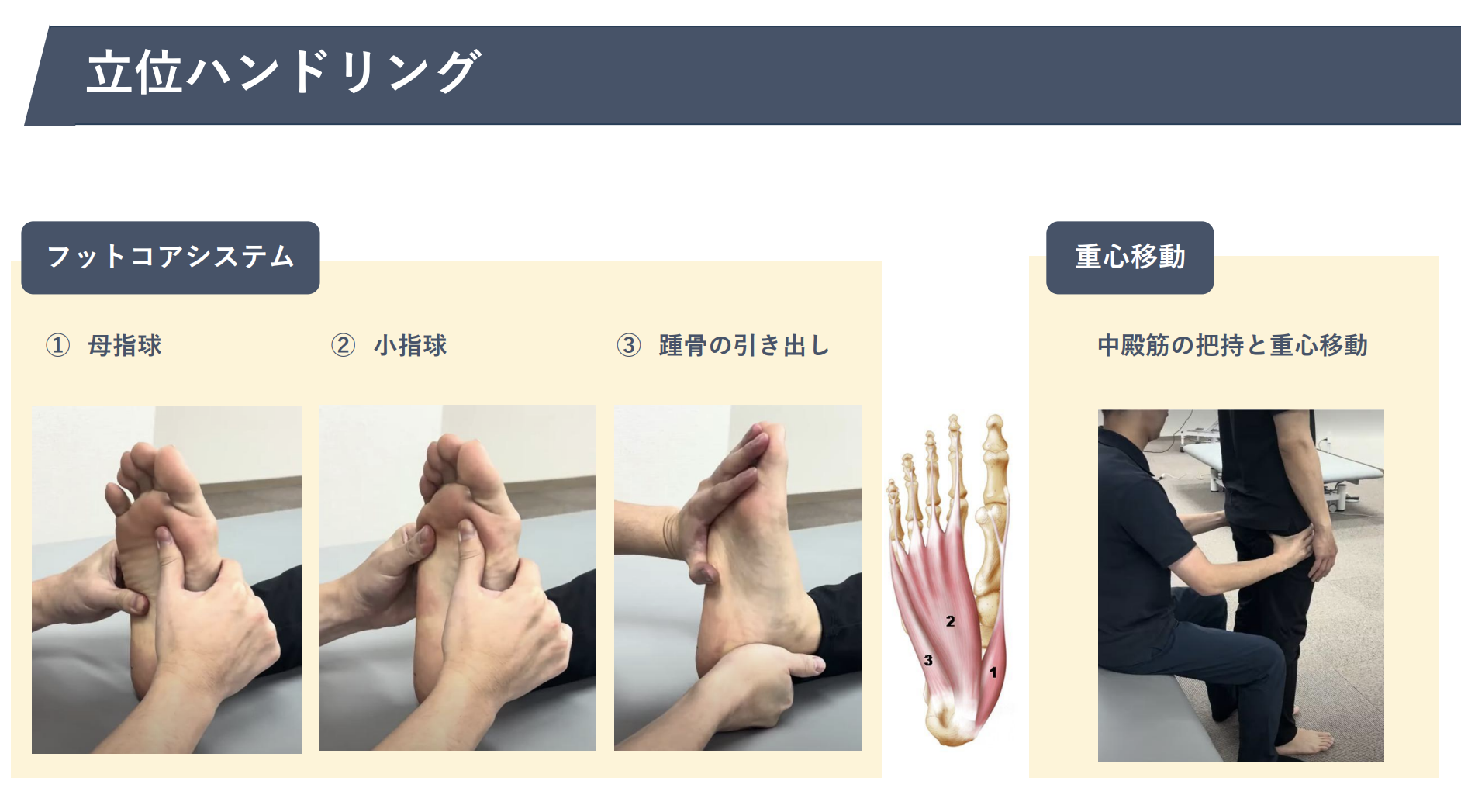 ローカル筋／グローバル筋 — 体幹の剛体化を支える内圧シリンダー