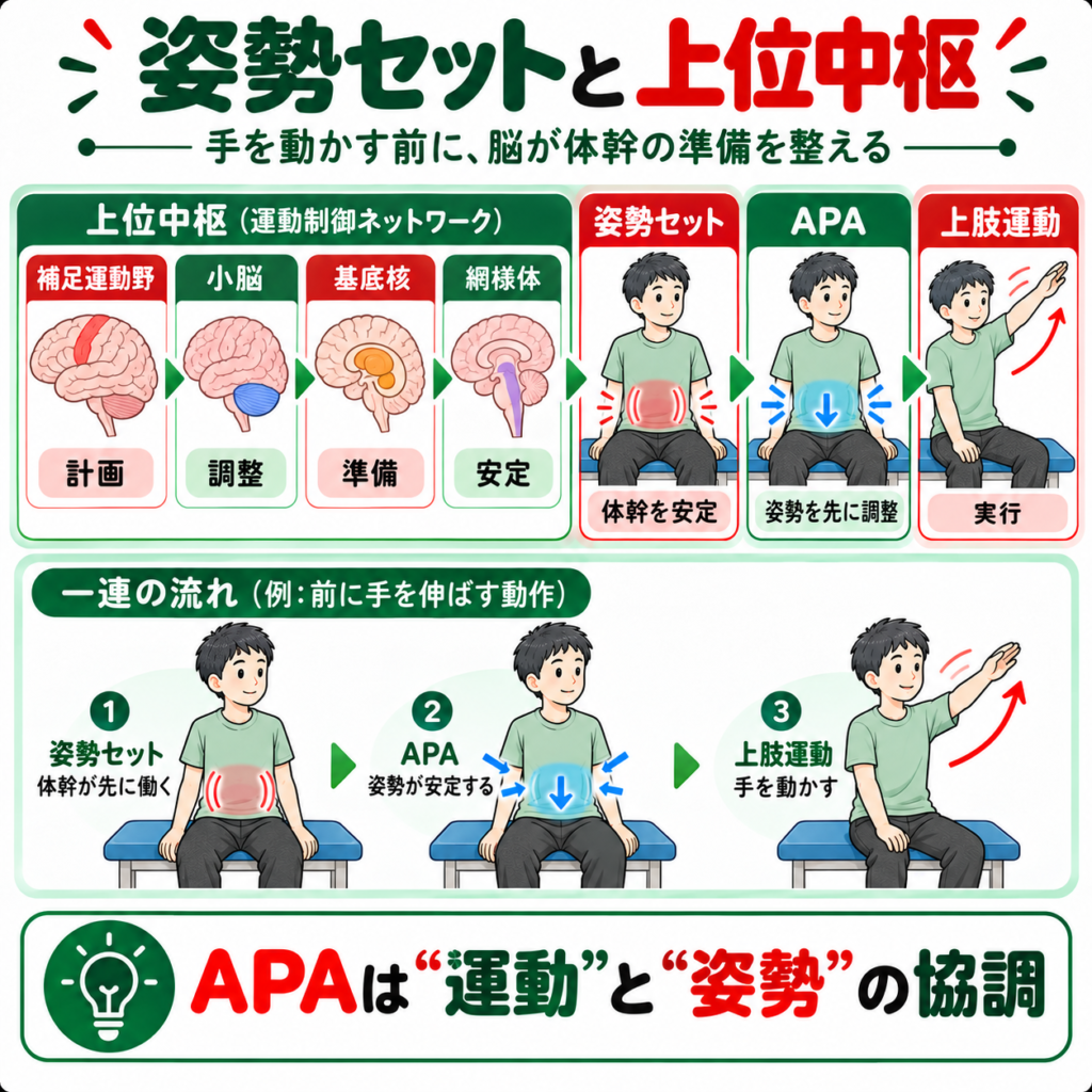 補足運動野・小脳・基底核・網様体から姿勢セットとAPAにつながる神経制御