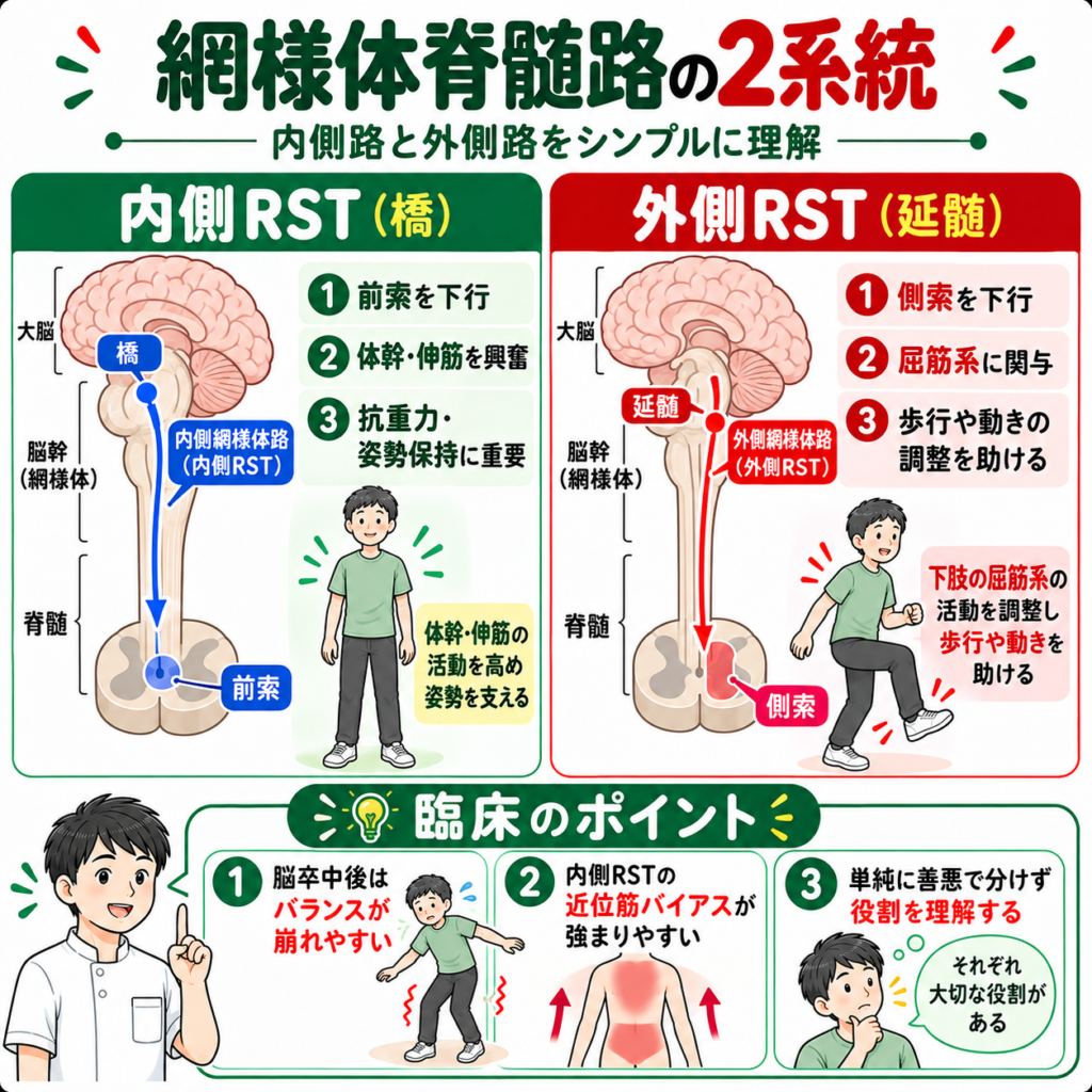 内側網様体脊髄路と外側網様体脊髄路の走行と役割の違いを示す図解