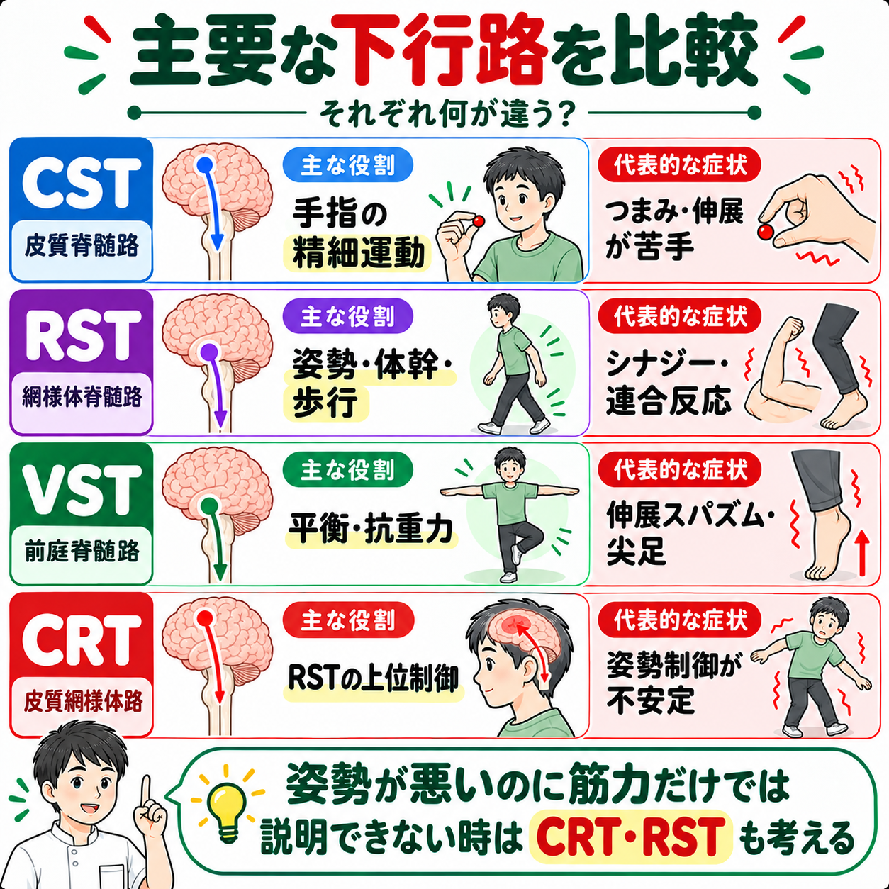 皮質脊髄路CST・網様体脊髄路RST・前庭脊髄路VST・皮質網様体路CRTの比較図