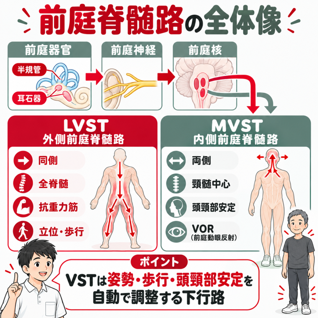 前庭脊髄路の全体像