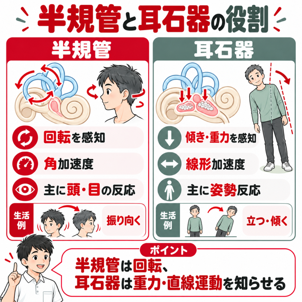 半規管と耳石器の役割分担