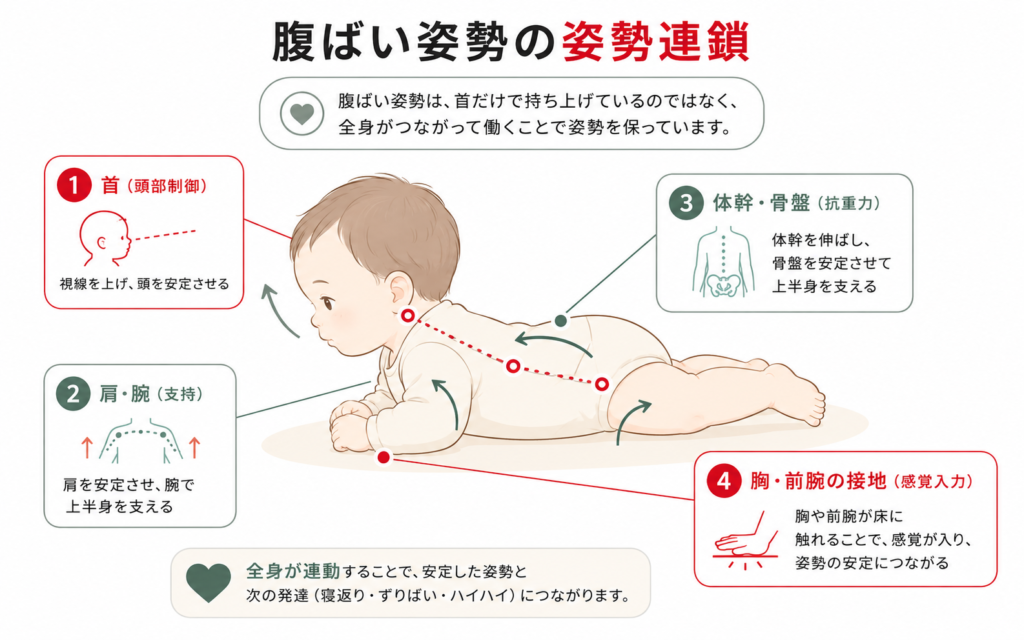 四つ這い姿勢の姿勢連鎖