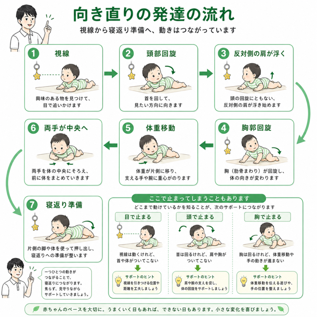 向き直りの発達の流れ