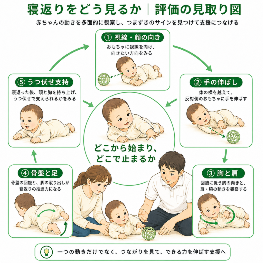 寝返りをどうみるか「評価の見取り図」