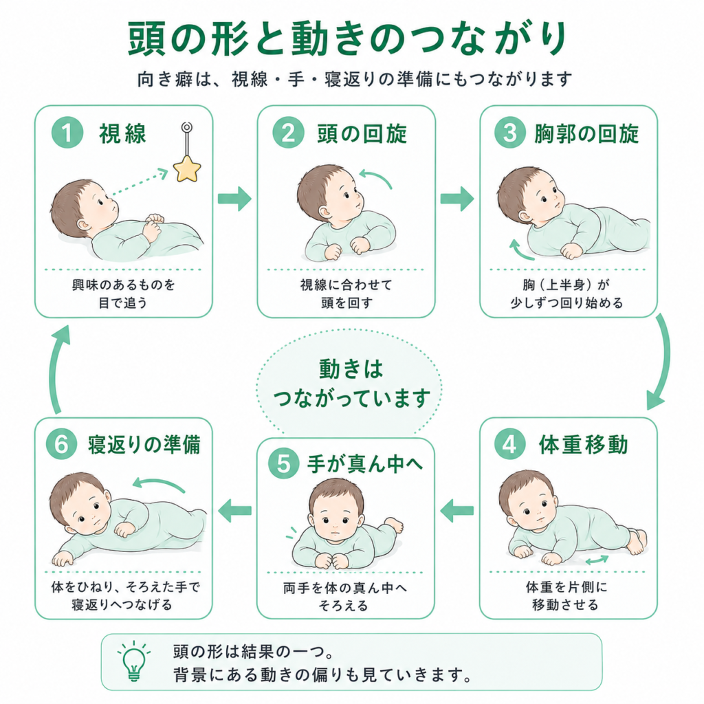 頭の形と動きのつながり