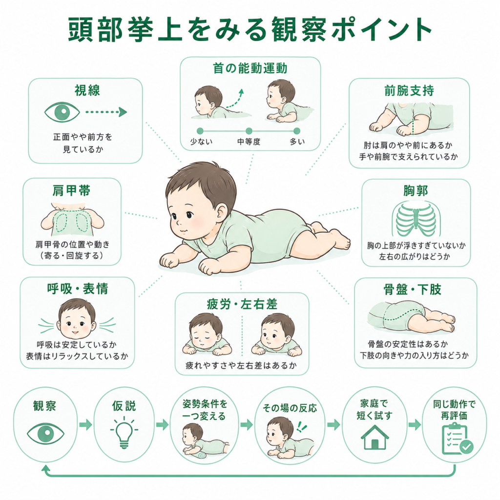 頭部挙上をみる観察ポイント