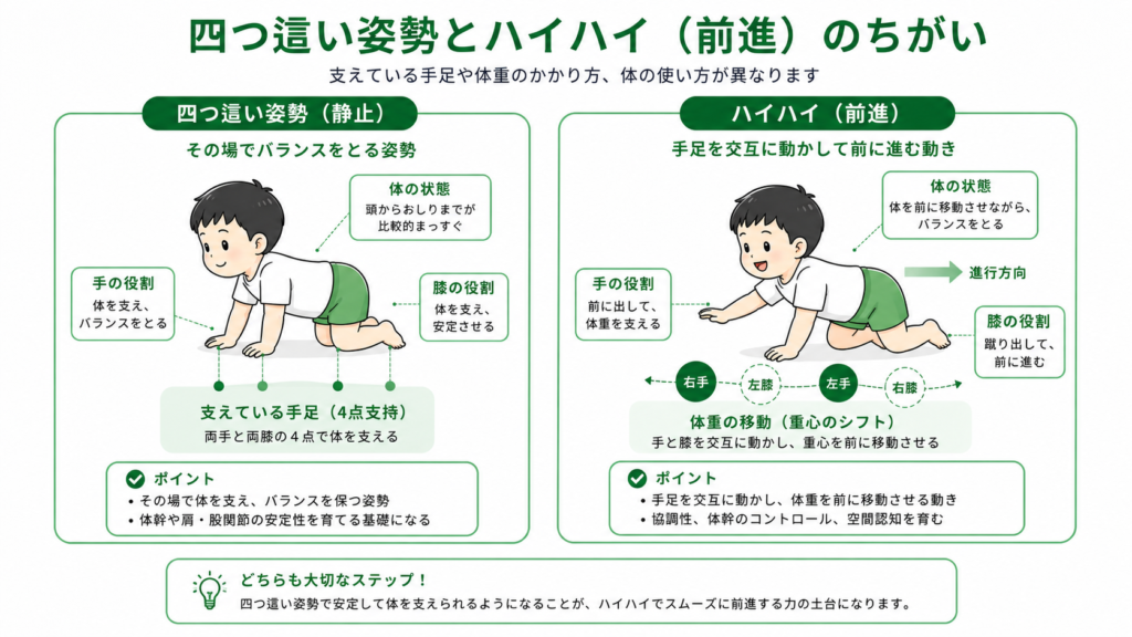 四つ這いとハイハイの違い