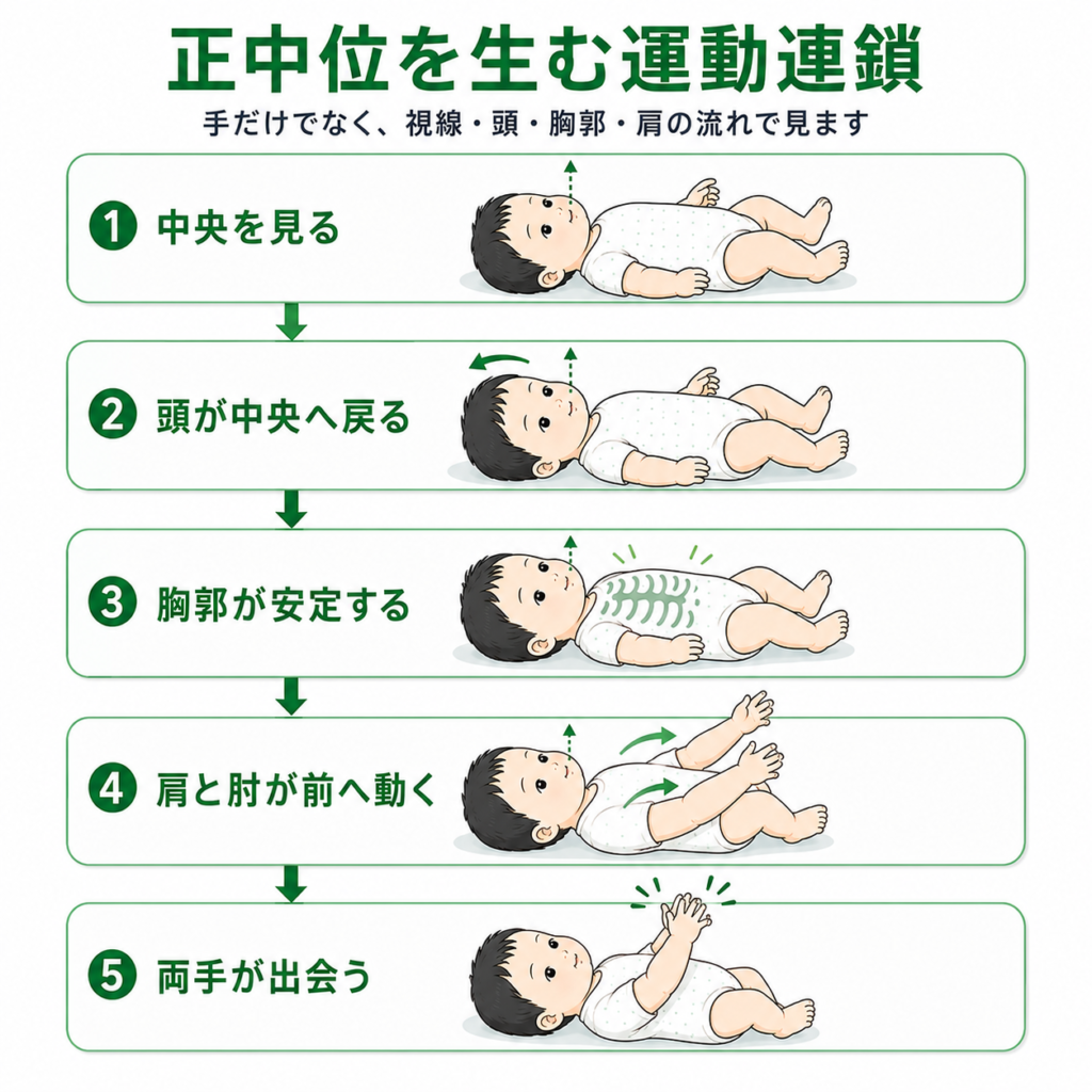 正中位を生む運動連鎖