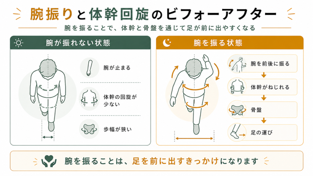 腕振りと体幹の回線