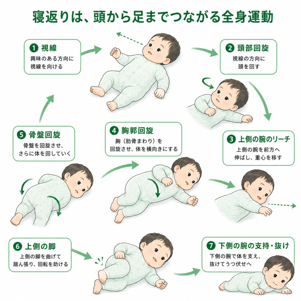 寝返りは頭から足までつながる全身運動
