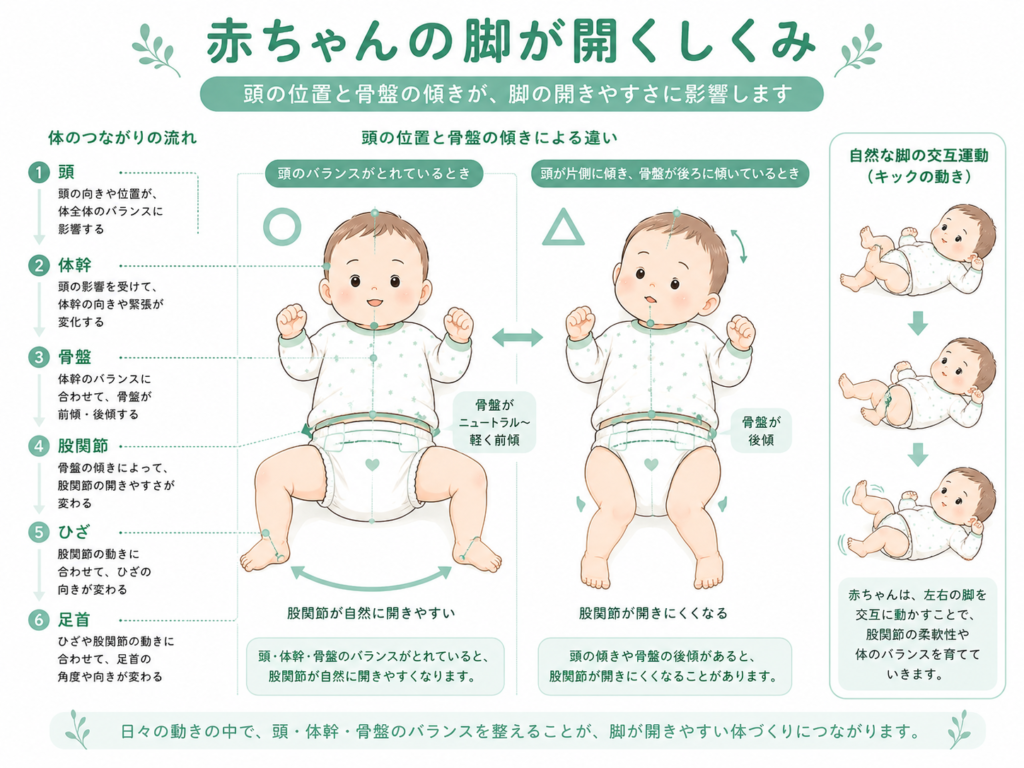 赤ちゃんの足が開く仕組み