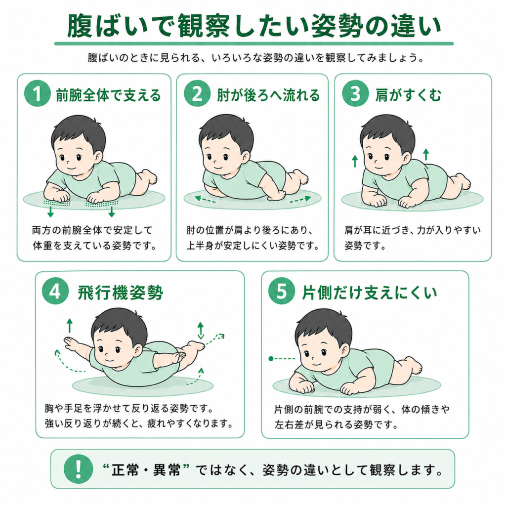 腹ばいで観察した姿勢の違い
