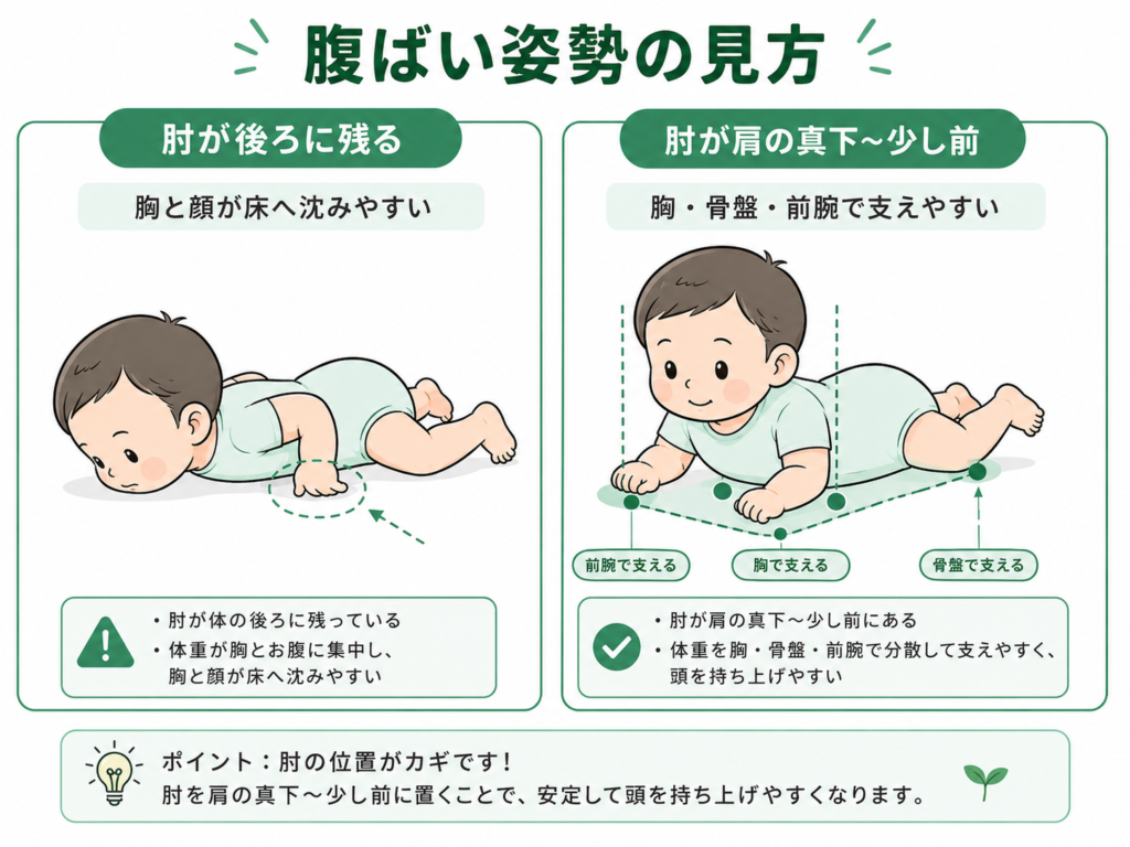 腹ばいの見方