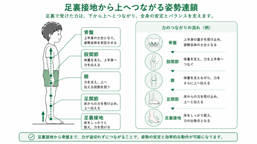 足裏接地から上へつながる姿勢