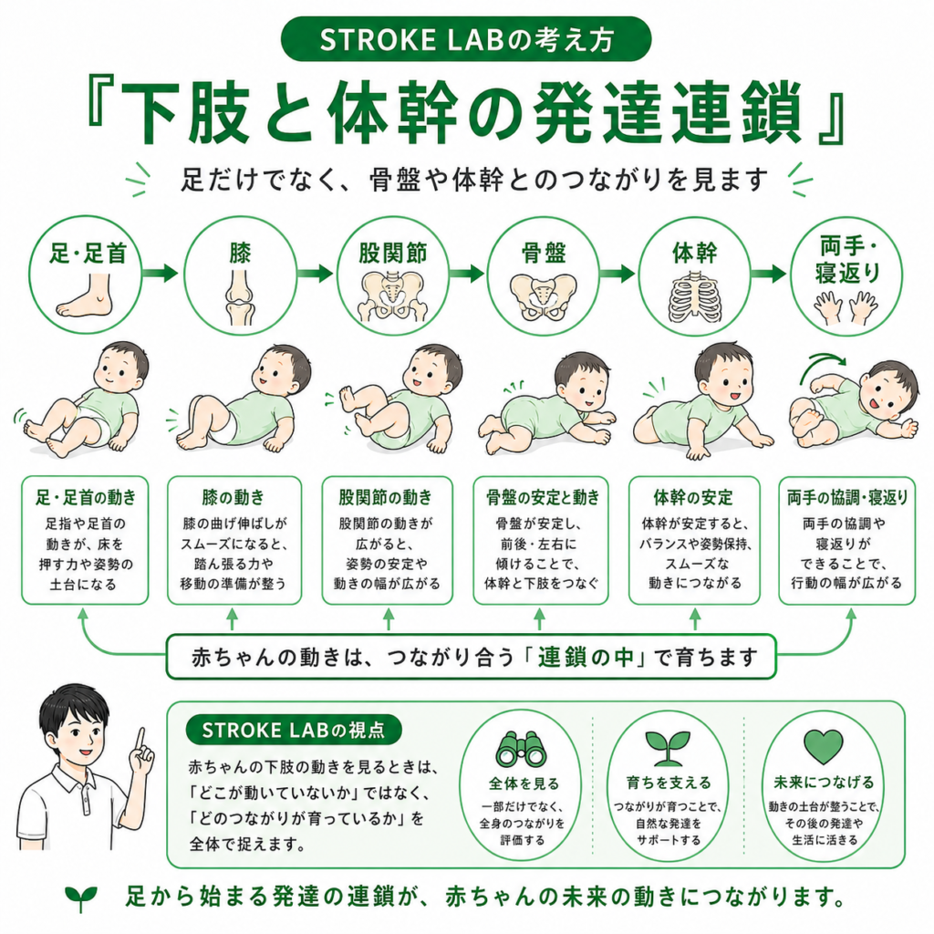 下肢と体幹の発達連鎖