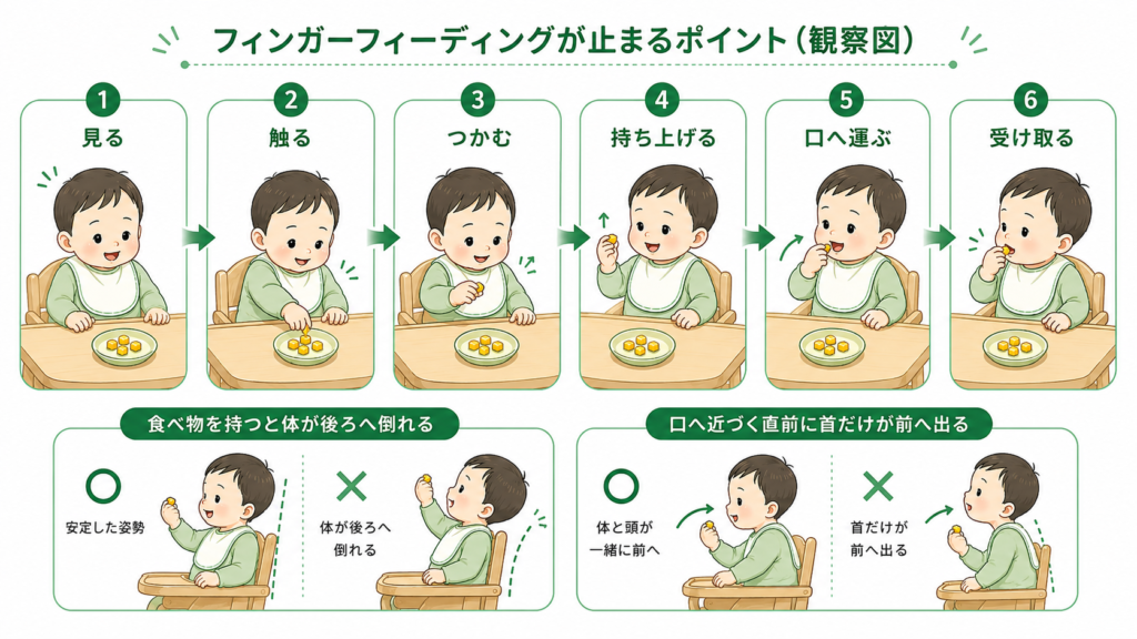 フィンガーフィーディングが止まるポイント