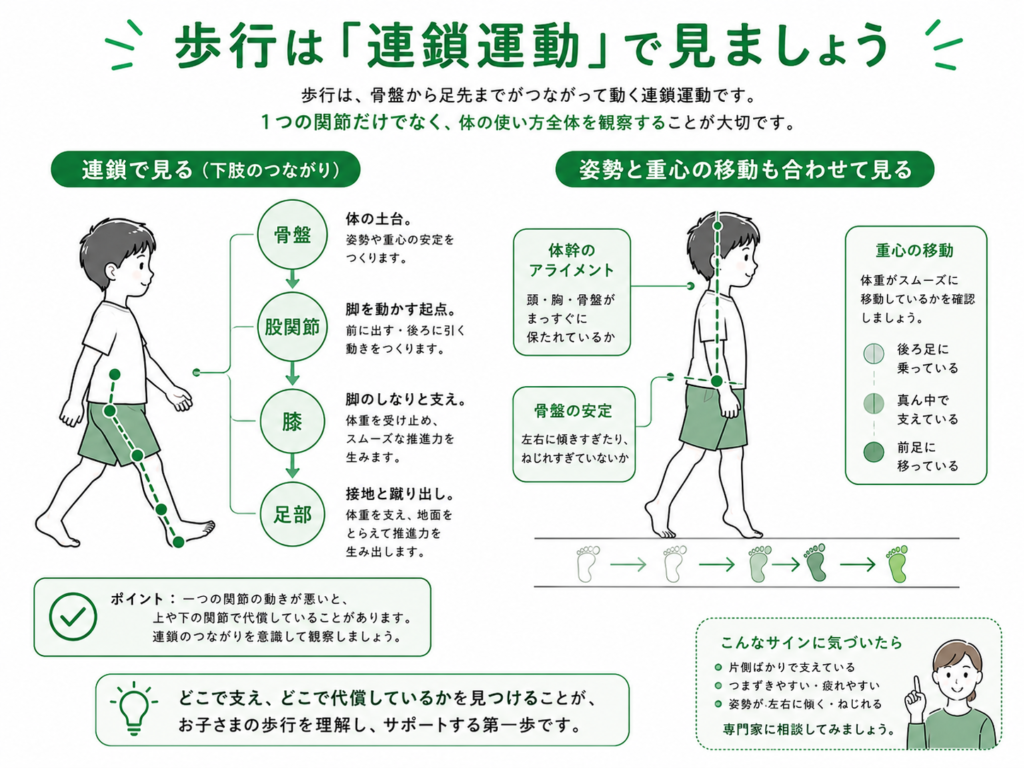 歩行は連鎖運動で見ましょう
