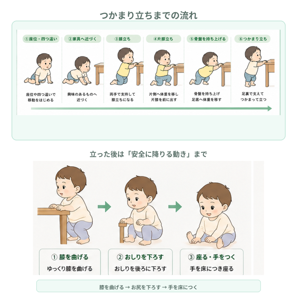 掴まり立ちまでの流れ