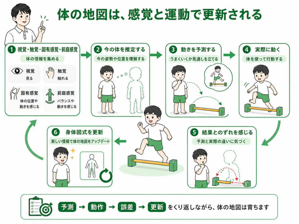 体の地図は感覚と運動で更新される
